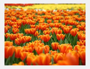 Oranje Fanfare - Wind Band
