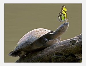 Slow Down - Ensemble