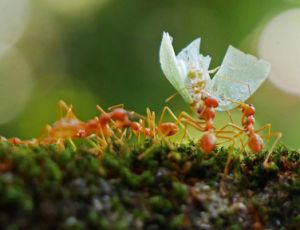 Teamspirit - Wind Band