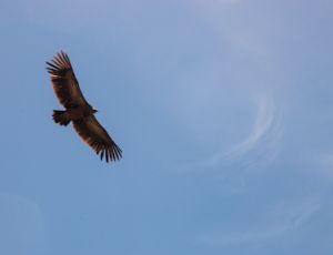 Wings - Fanfare Band