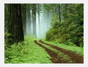 Woodland Scenery - Wind Band