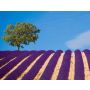 Tableaux de Provence - Wind Band